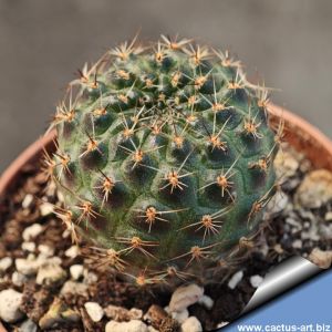 Rebutia vulpina (fusca) SE71/1 Abra de Sama, Tarija, Bolivia 3890m