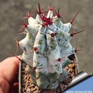 Stenocereus beneckei "Red spines form"