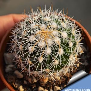 Echinofossulocactus albatus L1180 Sierra de San Miguel, San Luis Potosi, Mexico, 1700 m.