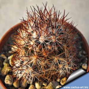 Escobaria sp. Devil River, Texas, USA