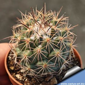Coryphantha speciosa