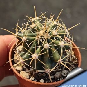 Ferocactus herrerae (Pale spines form)