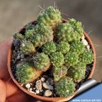 Mammillaria spinosissima cv. UN PICO forma montruosa multiprolifera (small heads)