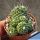 Mammillaria spinosissima cv. UN PICO forma montruosa multiprolifera (small heads)
