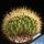 Echinocactus grusonii f. cristata