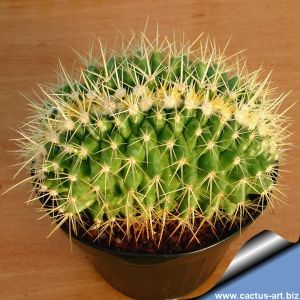 Echinocactus grusonii f. cristata