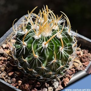 Echinofossulocactus erectocentrus "lloydii" GM403 San Antonio del Salero, Nuevo Leon,1835 m, Mexico