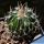 Echinofossulocactus erectocentrus "lloydii" GM403 San Antonio del Salero, Nuevo Leon,1835 m, Mexico