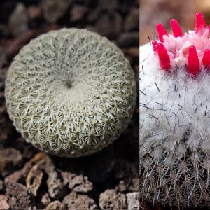 Epithelantha unguispina VM418 Sierra Mitras, Nuevo Leon, Mexico