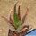 Aloe cv. CORAL FIRE