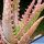 Aloe cv. CORAL FIRE