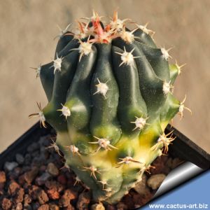 Ferocactus horridus v. brevispinus f. variegata