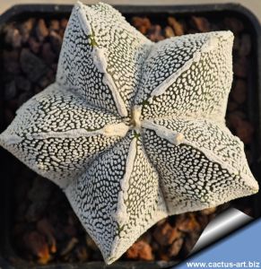 Astrophytum myriostigma cv. ONZUKA LINE AREOLES (HAKU-JO)