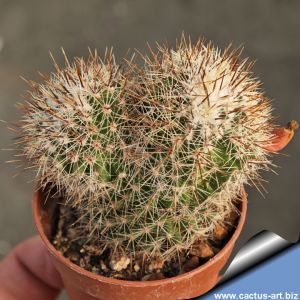 Mammillaria spinosissima f. dichotoma mostruosa
