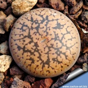 Lithops aucampiae cv. MAJADING KG EX Shimada JAPAN