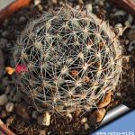 Mammiallaria nana 'trichacantha'