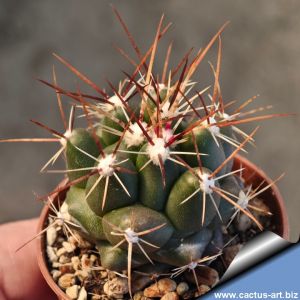 Thelocactus tulensis HK362 Huizache, San Luis Potosi, Mexico