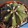 Astrophytum hybrid AS-CAP nudum (A. capricorne x A. asterias)