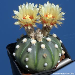 Astrophytum hybrid AS-CAP nudum (A. capricorne x A. asterias)