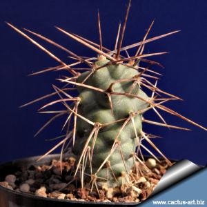 Tephrocactus aoracanthus