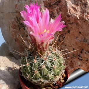 Thelocactus conothele