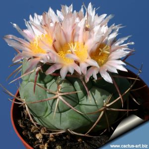 Thelocactus hexaedrophorus (Mexico)