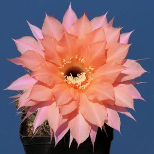 Echinopsis hybrid cv. BEAUTIFUL DREAMER (Schick)