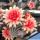 Chamaecereus hybrid cv. MEPHYSTO