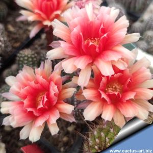 Chamaecereus hybrid cv. MEPHYSTO