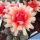 Chamaecereus hybrid cv. MEPHYSTO