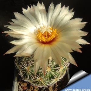 Coryphantha cornifera