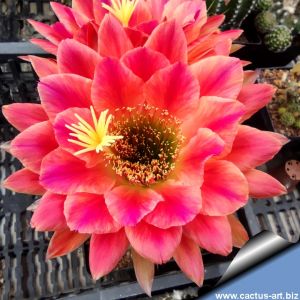 Trichopsis (Trichocereus x Echinopsis hybrid) cv. ANNETTE LISKE