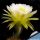 Trichopsis (Trichocereus x Echinopsis hybrid) cv.  JUNE NOON