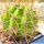 Trichopsis (Trichocereus x Echinopsis hybrid) cv.  JUNE NOON