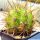 Trichopsis (Trichocereus x Echinopsis hybrid) cv.  JUNE NOON