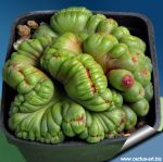 Mammillaria bocasana cv. FRED form cristata