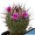 Mammillaria bombycina cv. SPLIT SPINES
