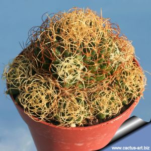 Mammillaria camptotricha cv. Marnier-Lapostolle "Curlispina"