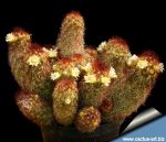 Mammillaria elongata cv. Kopper King