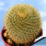 Mammillaria flavicentra ML149 Pala, above Coxcatlán, Puebla, Mexico 2250m