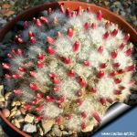 Mammillaria glassii v. nominis-dulcis L1537 track from Dulces Nombres over Santa Engracia, Tamaulipas, Mexico 1800m
