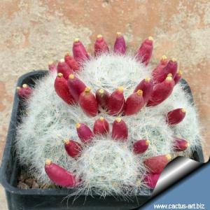 Mammillaria glassii (v. nominis dulcis) L1537 track from Dulces Nombres over Santa Engracia, Tamaulipas, Mexico 1800m