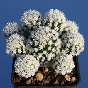 Mammillaria gracilis cv. ARIZONA SNOWCAP