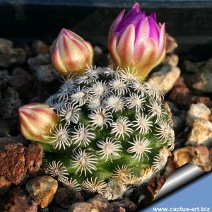 Mammillaria hernandezii - MG686.8 short white spines, big pink flowers