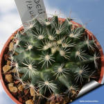 Mammillaria heyderi v. applanata