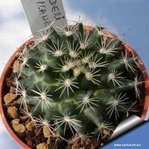 Mammillaria heyderi v. applanata