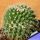 Mammillaria knippeliana Cuernavaca Mexico