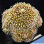 Mammillaria knippeliana Cuernavaca Mexico