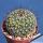 Mammillaria lindsayi