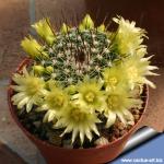 Mammillaria lindsayi